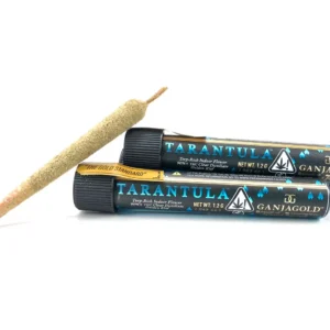 Buy Ganja Gold Blue Tarantula UK